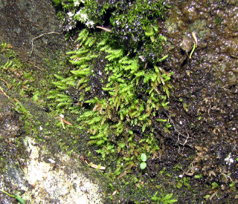 Pohlia proligera